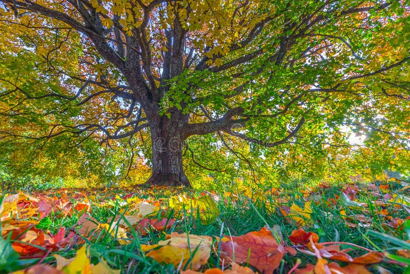 Autumn landscape under mapple tree. Colorful foliage in the fall park. Autumn landscape under mapple tree. Colorful foliage in the fall park, Lithuania
