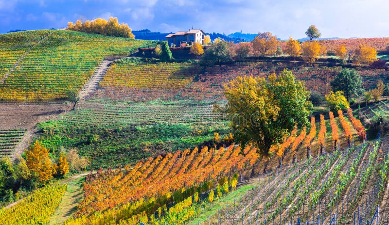 Impressive Landscape of Piemonte,multicolored vineyards,Italy. Impressive Landscape of Piemonte,multicolored vineyards,Italy.