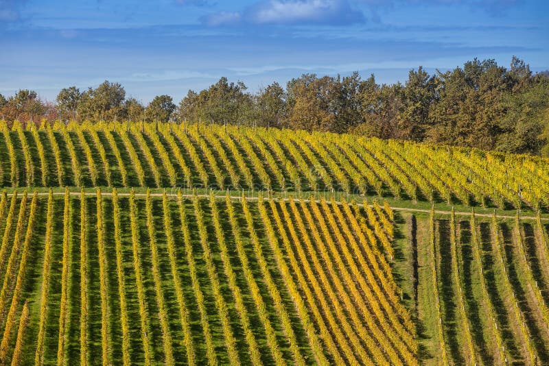 Autumn landscape of vineyards