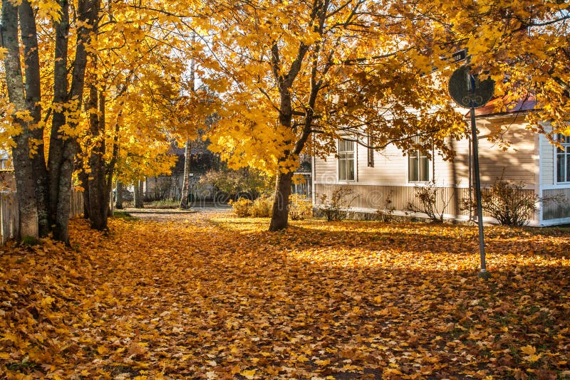 Autumn Landscape Wooden House Among The Yellow Autumn Trees And Leaf