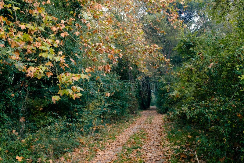 214 Autumn Forest Pathway Leaves Floor Photos Free Royalty Free Stock Photos From Dreamstime