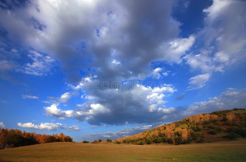 Autumn landscrape trees under sky