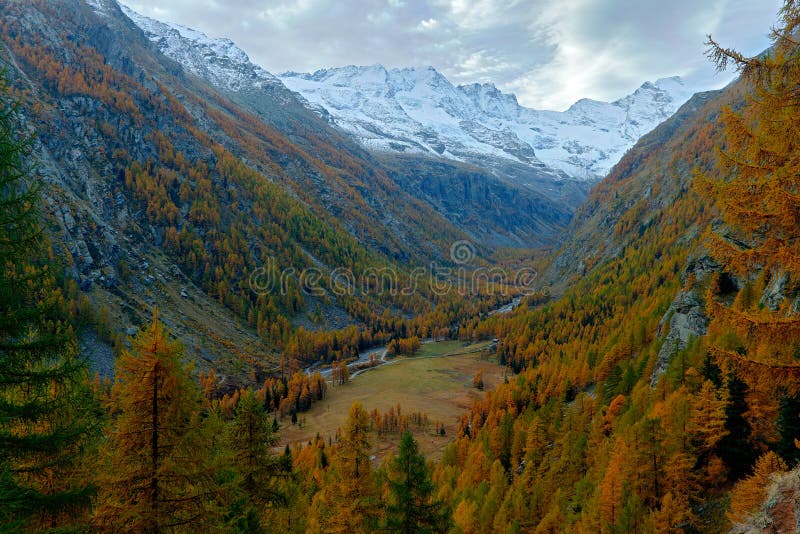 Autumn lanscape in the Alp. Nature habitat with autumn orange larch tree and rocks in background, National Park Gran Paradiso