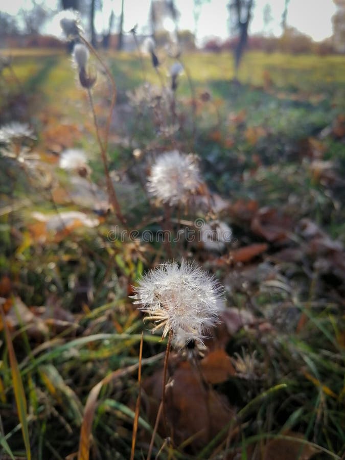 Last Flowers of the Season at Night Stock Image Image of last, night