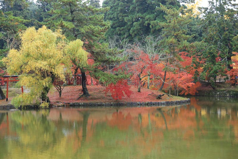 Autumn Laves em Nara Park imagem de stock Autumn Laves em Nara Park imagem de stock