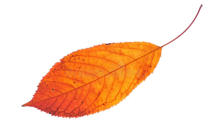 Autumn leaf