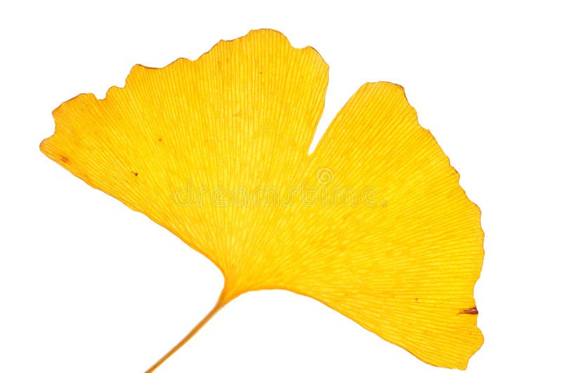 Autumn leaf