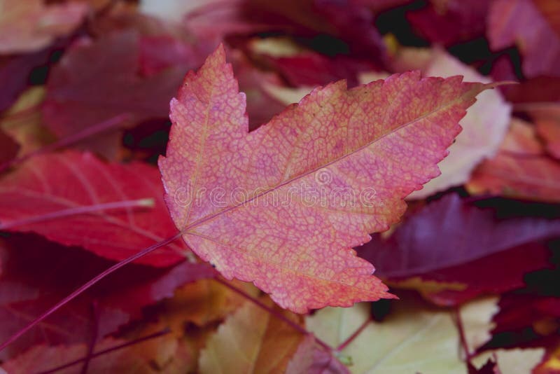 Autumn leaf