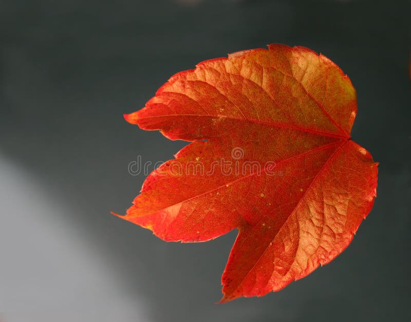 Autumn leaf