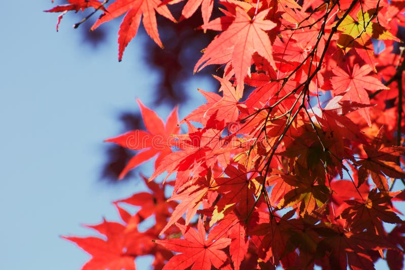 Autumn leaf stock images