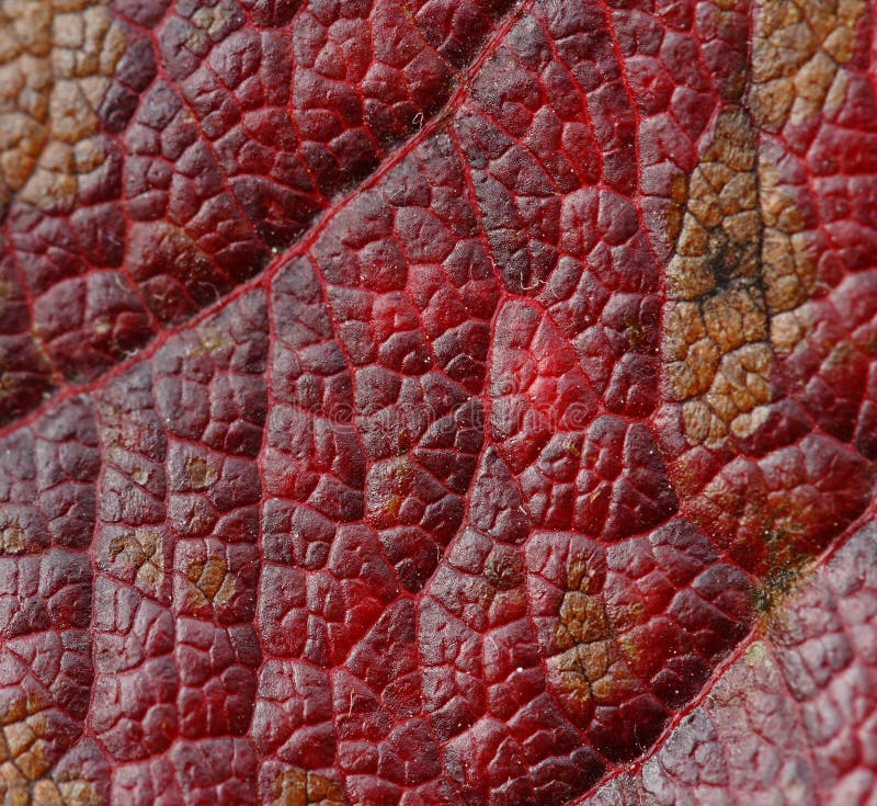 Autumn leaf