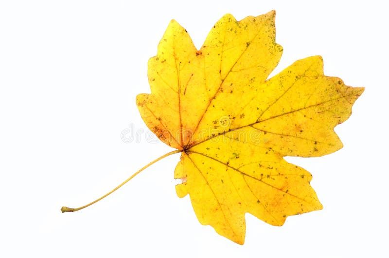 Autumn leaf.. royalty free stock photography