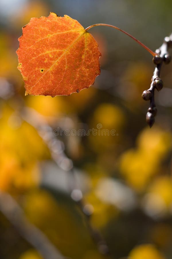 Autumn leaf