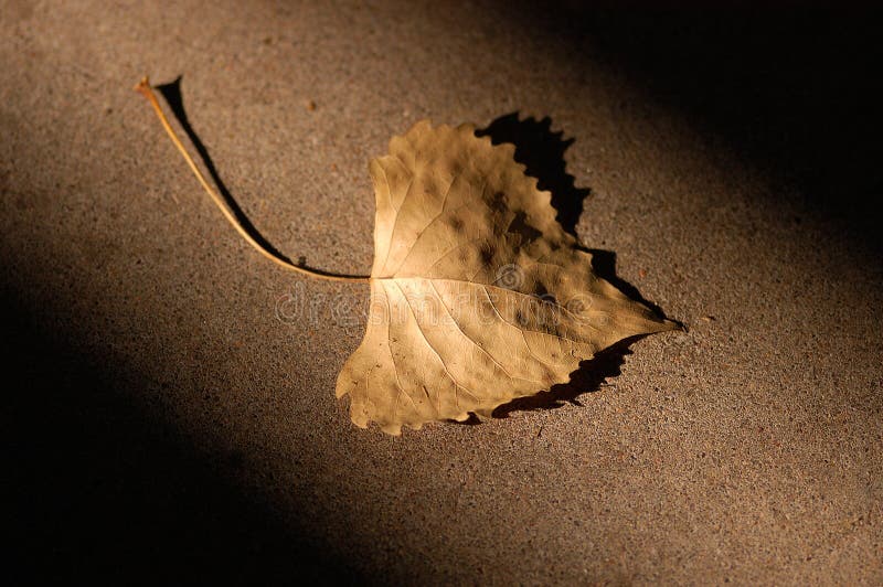 Autumn Leaf