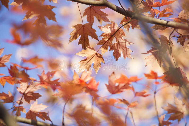 Autumn Leaf