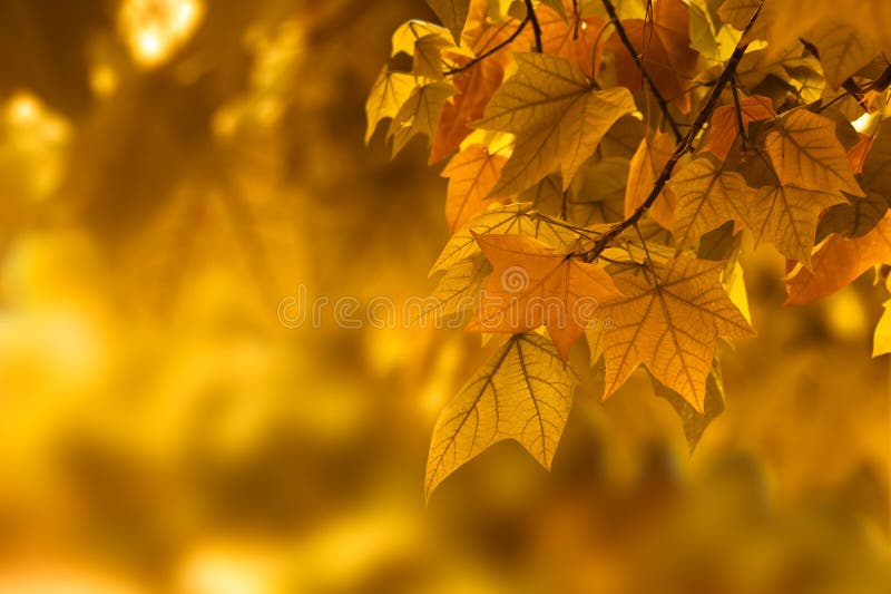 Arancio autunno, arancione, il colore di sfondo.