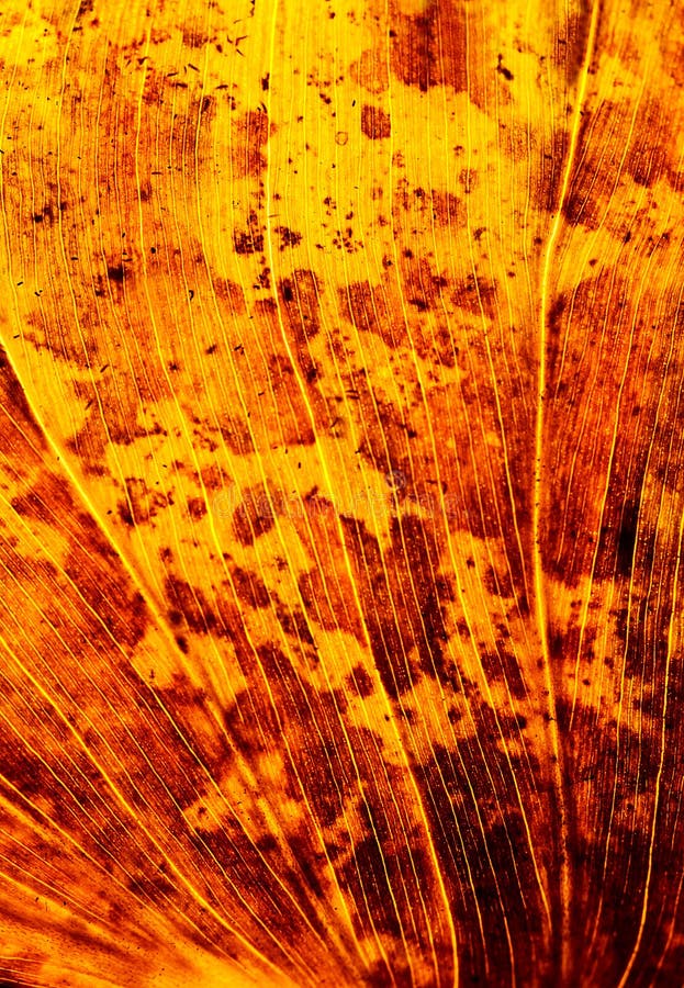 Picture of colored autumn leaf background, golden dry fall leaves, old yellow foliage, texture of autumnal leaf, grungy tree leaf, abstract autumnal backdrop,nature detail, autumn season