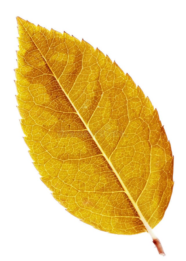 Autumn Leaf Background