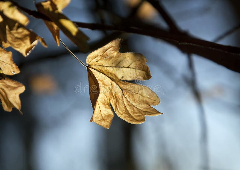 Autumn leaf