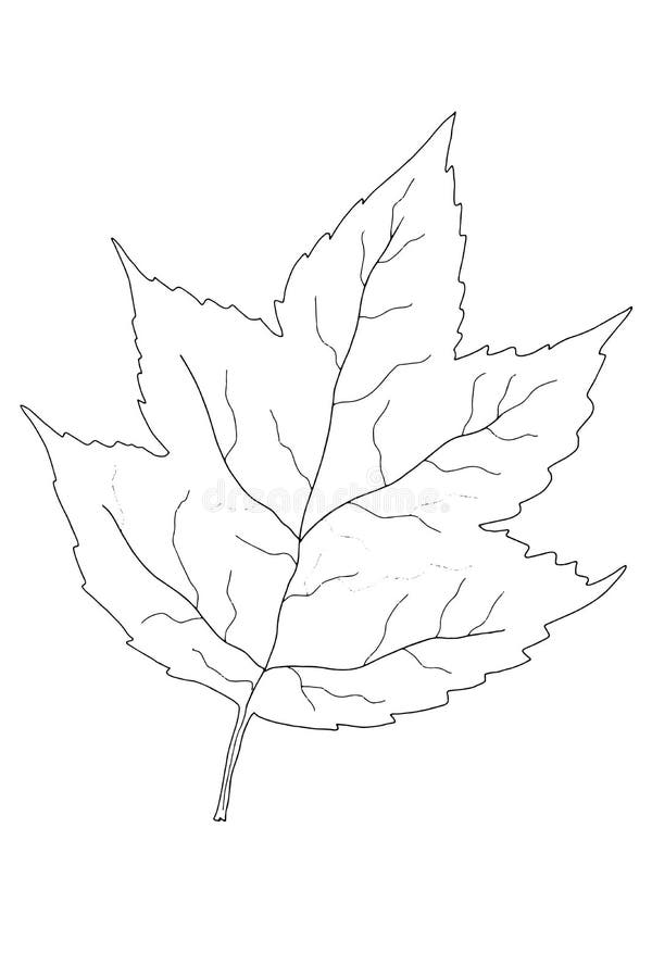 Autumn Leaf Cartoon Isolated Illustration Line Drawing Stock Illustration -  Illustration of season, autumn: 165661451