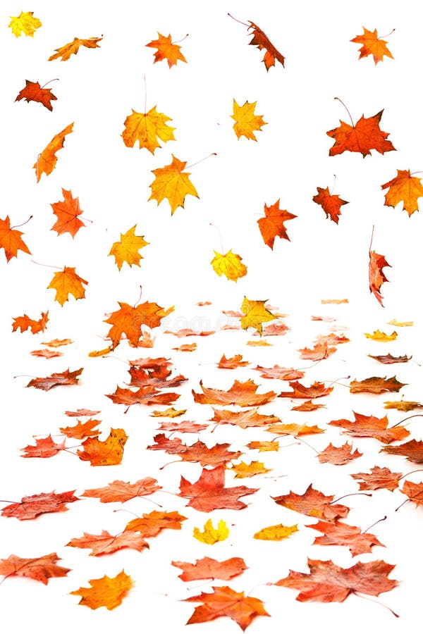 Autumn leaf fall stock photos