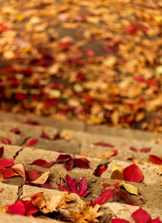 Autumn leaf fall. Red and yellow leaves on the destroyed old stone steps.