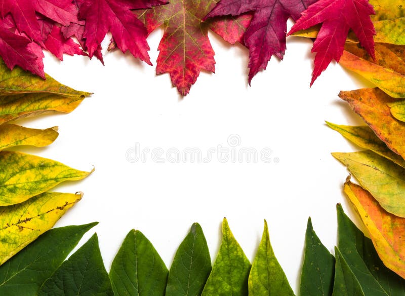 Download Autumn leaf frame stock image. Image of vibrant, leaves - 26939919