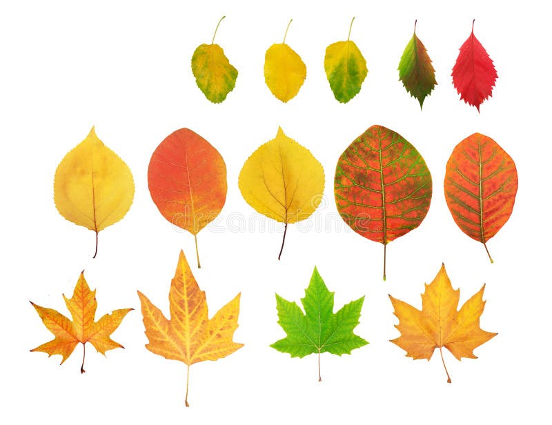 Fall maple leaves stock photo. Image of summer, autumn - 14061374