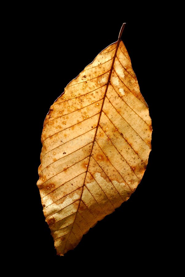 Autumn leaf grunge