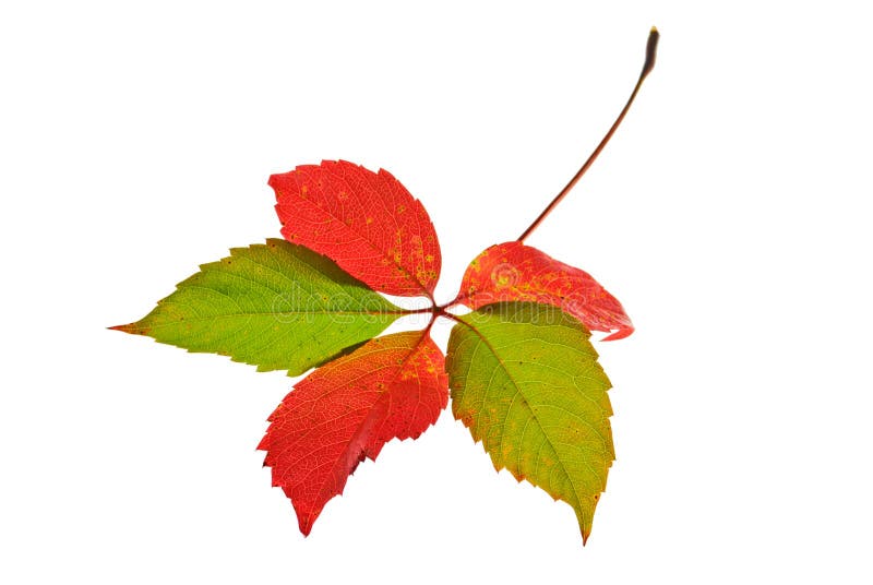 Autumn leaf isolated