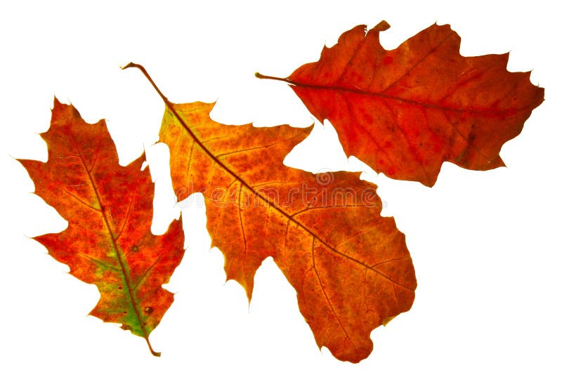 Autumn leaf isolated stock images