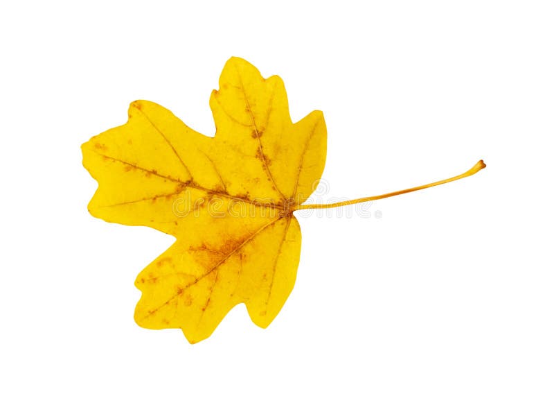 Autumn Leaf Isolated, Colored Autumn Tree Leaves, Red Orange Foliage