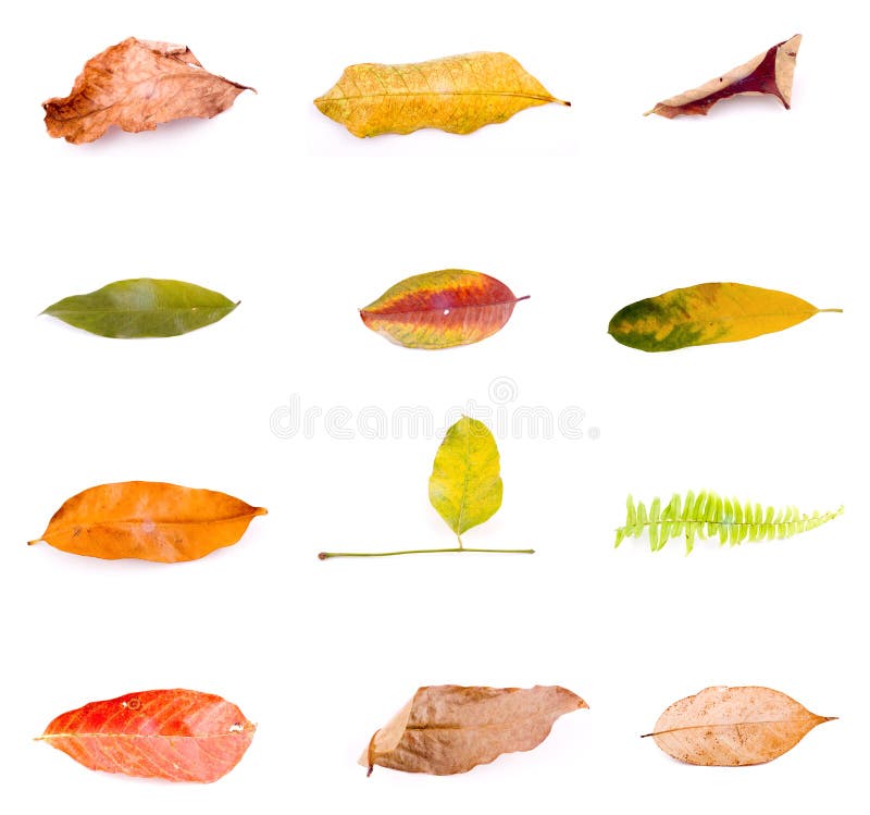 Autumn leaf isolated on white