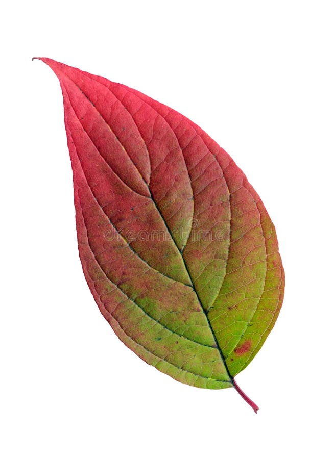 Autumn leaf isolated on white background.