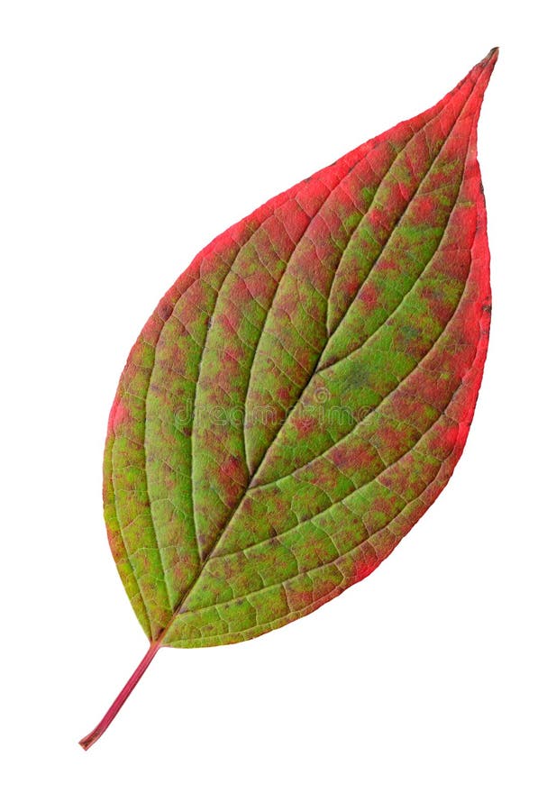 Autumn leaf isolated on white background