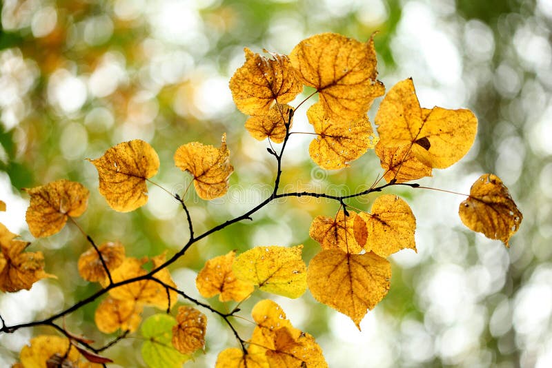 Autumn leaf linden