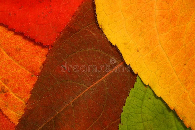 Autumn leaf mosaic