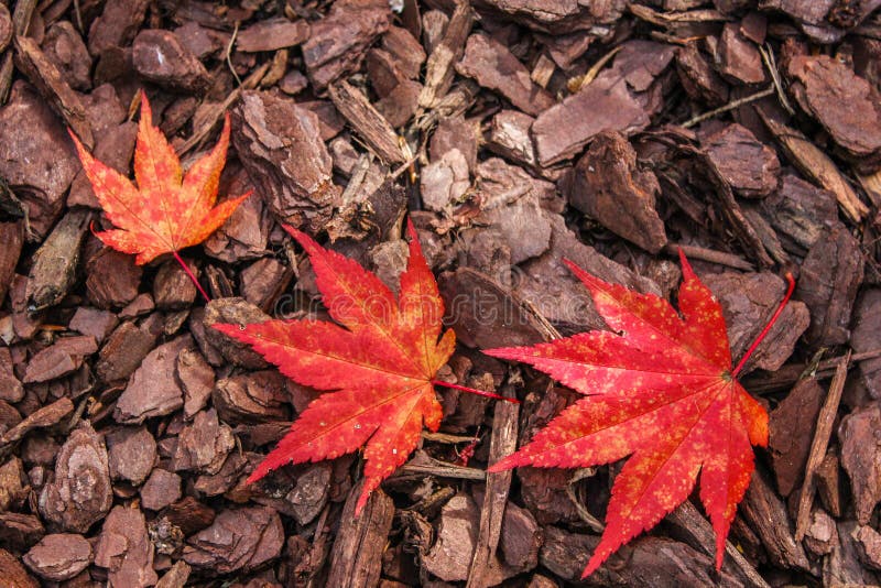 Small, medium, and large brightly colored Japanese Maple leaves in a curved pattern highlight the textured background of pine bark mulch chips. Small, medium, and large brightly colored Japanese Maple leaves in a curved pattern highlight the textured background of pine bark mulch chips.