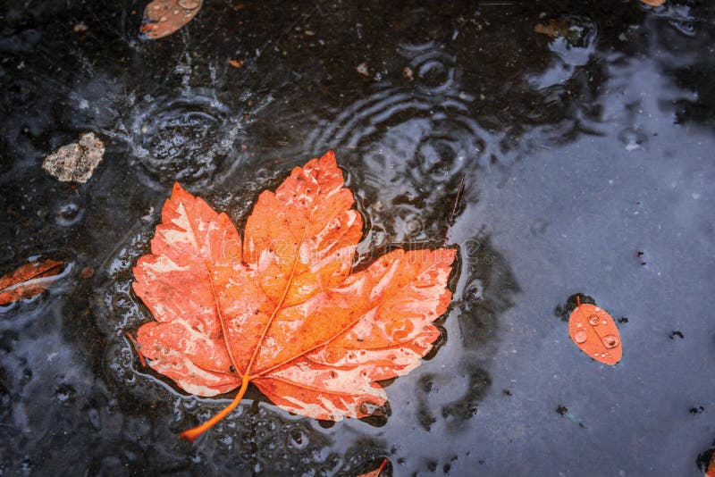 Autumn Leaf in Rain