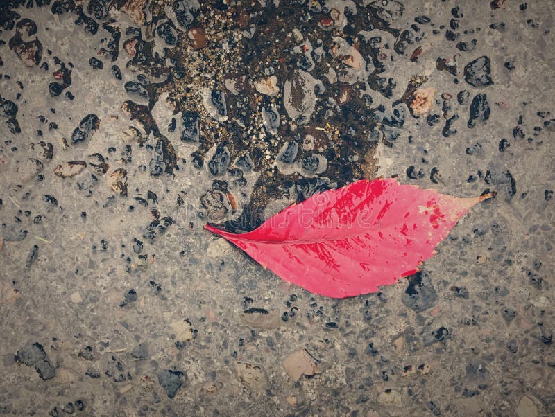 Autumn Leaf in Regen royalty-vrije stock afbeelding Autumn Leaf in Regen royalty-vrije stock afbeelding