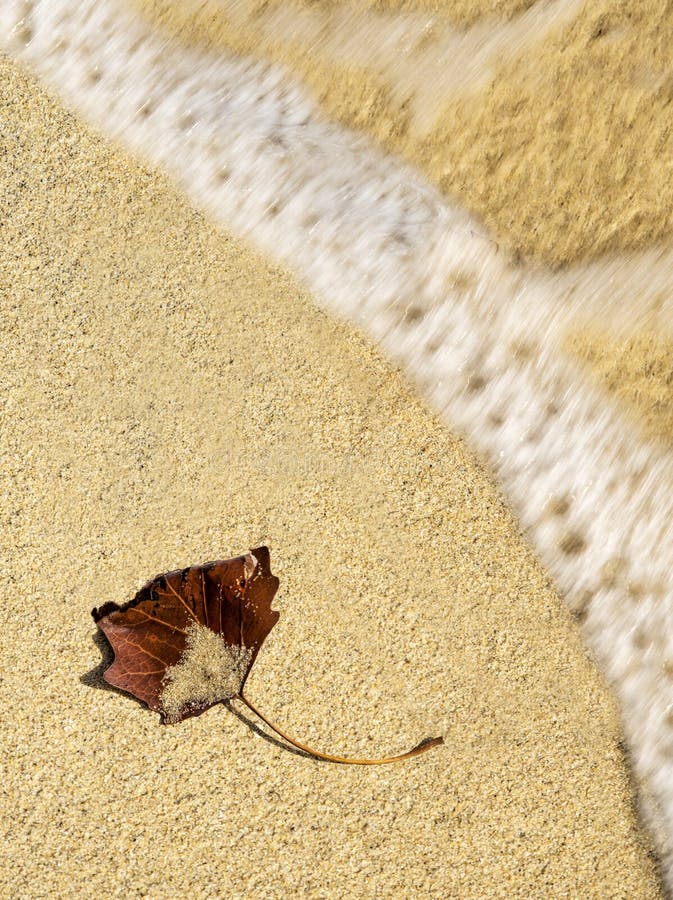 Autumn leaf on sand stock image. Image of pattern, plant 60211399