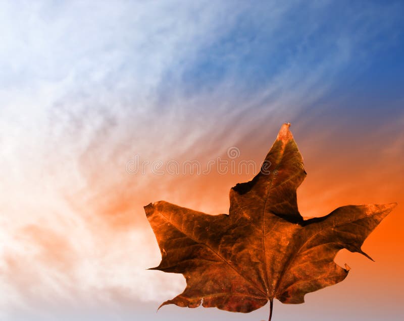 Autumn leaf in sky