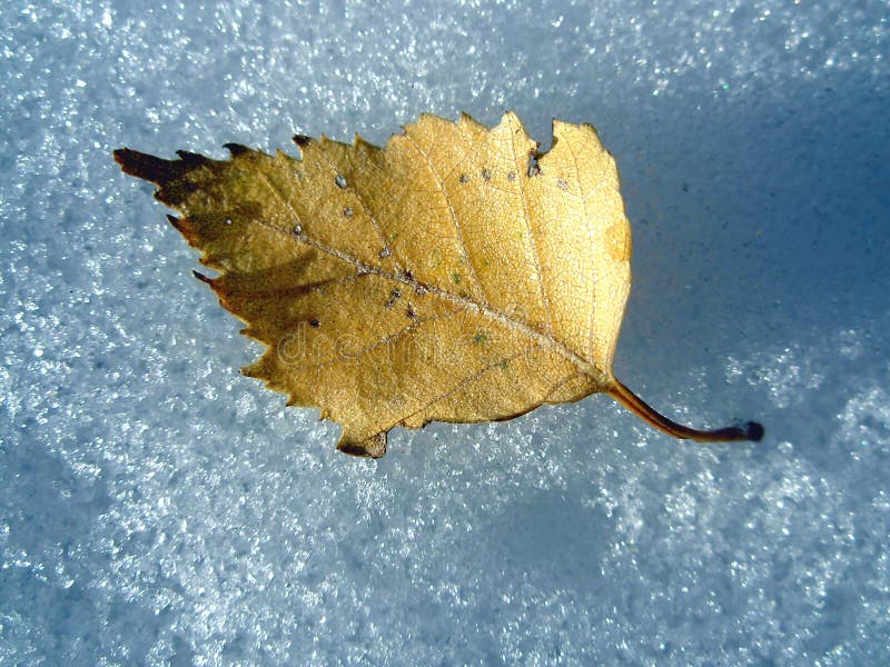 Autumn leaf on snow