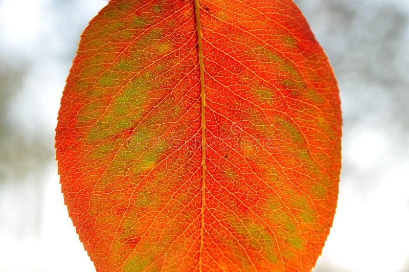 Autumn leaf