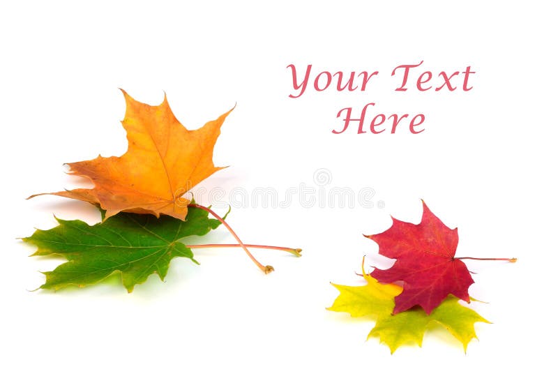 Autumn leaf on white background with text space