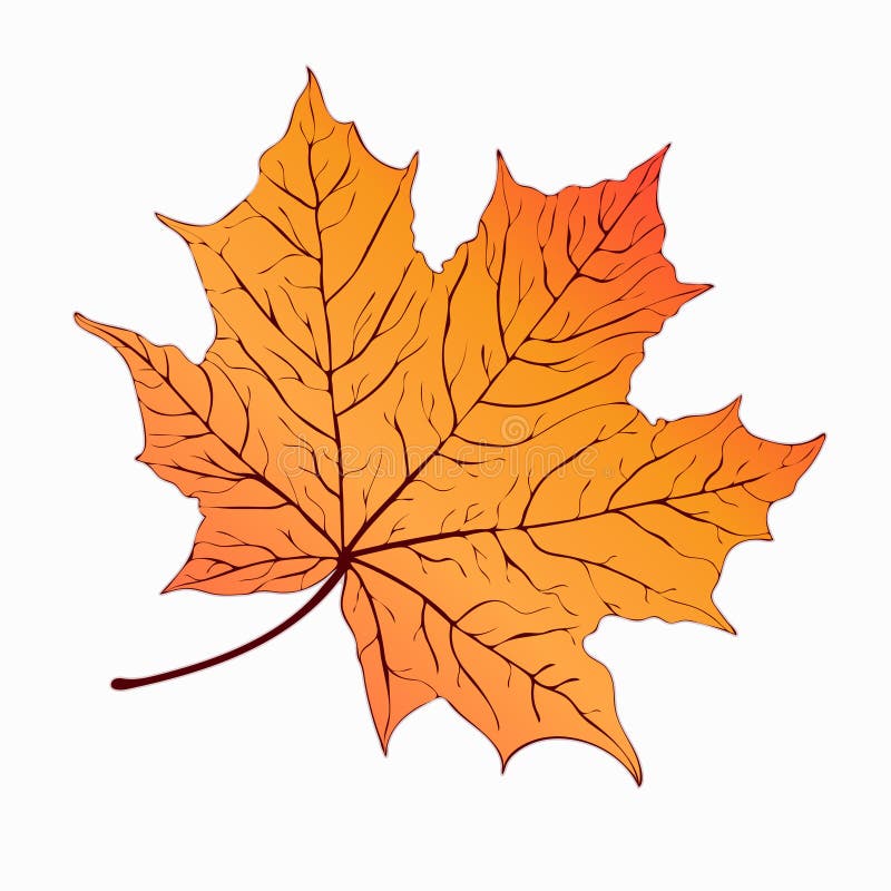 Autumn Leaf. Yellow Orange Maple . Handdrawing, Vector Illustration Stock Vector Illustration
