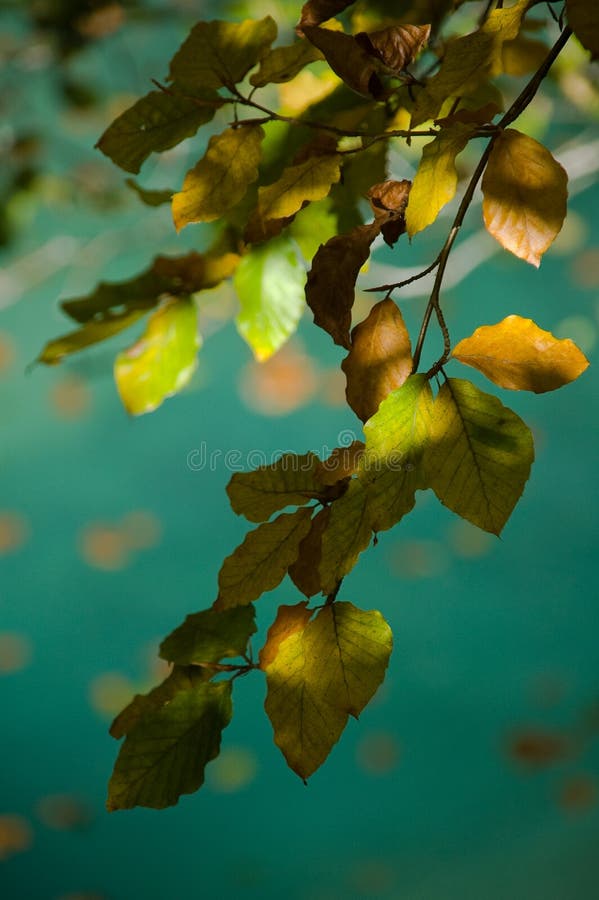 Autumn leafs