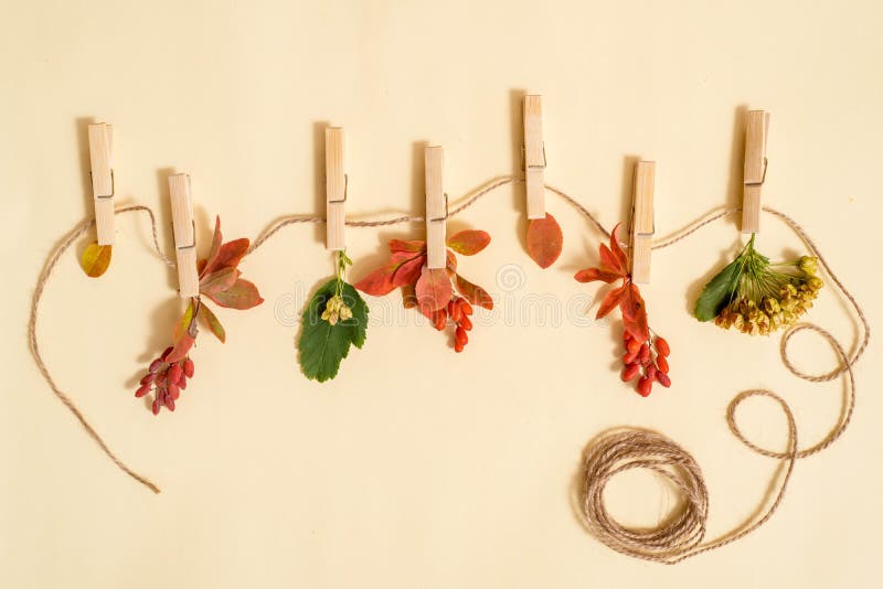 Autumn leafs in a clothes line held by clothespins. Autumn gifts and crop on a hanger. Berries, fruits and dry leaves. Autumn card,Flat lay, top view. copy space. Autumn leafs in a clothes line held by clothespins. Autumn gifts and crop on a hanger. Berries, fruits and dry leaves. Autumn card,Flat lay, top view. copy space