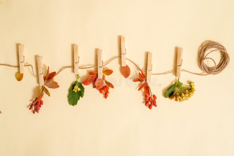 Autumn leafs in a clothes line held by clothespins. Autumn gifts and crop on a hanger. Berries, fruits and dry leaves. Autumn card,Flat lay, top view. copy space. Autumn leafs in a clothes line held by clothespins. Autumn gifts and crop on a hanger. Berries, fruits and dry leaves. Autumn card,Flat lay, top view. copy space