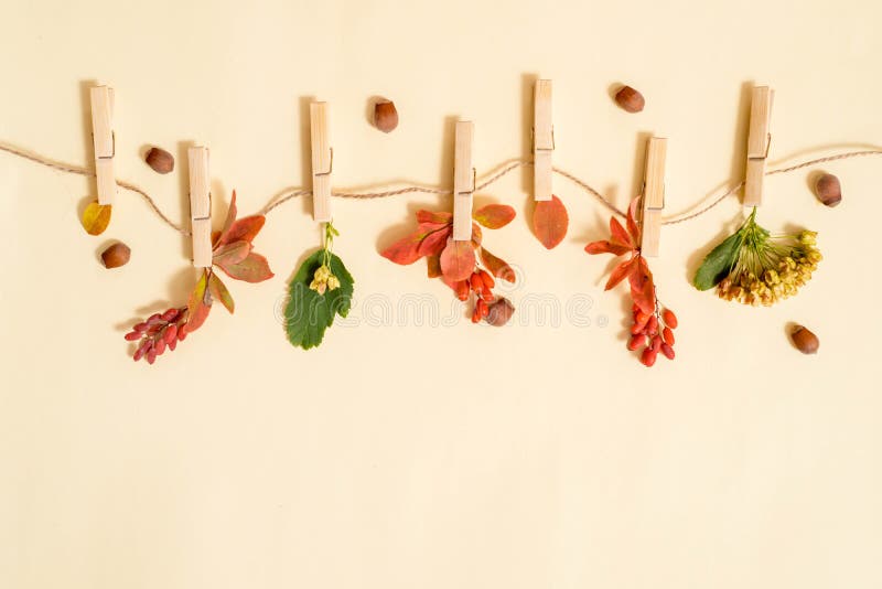 Autumn leafs in a clothes line held by clothespins. Autumn gifts and crop on a hanger. Berries, fruits and dry leaves. Autumn card,Flat lay, top view. copy space. Autumn leafs in a clothes line held by clothespins. Autumn gifts and crop on a hanger. Berries, fruits and dry leaves. Autumn card,Flat lay, top view. copy space